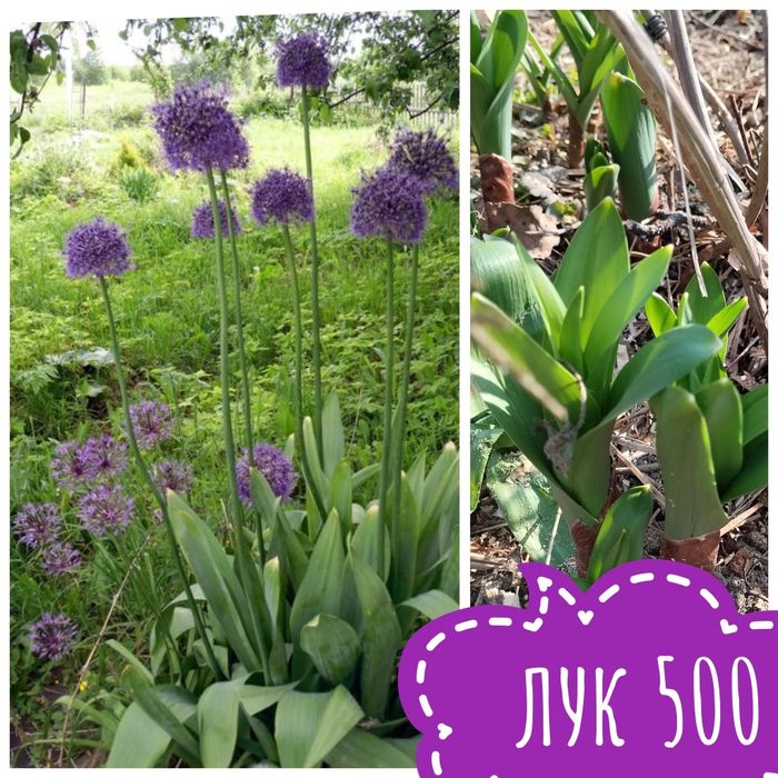 Цветы садовые и комнатные