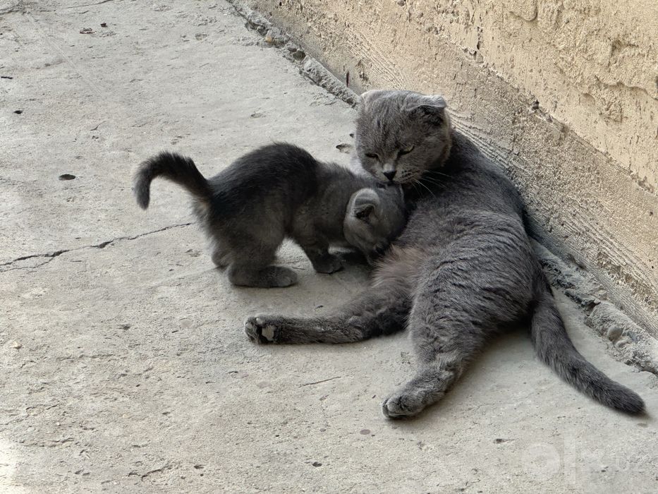Продается шотландский котят