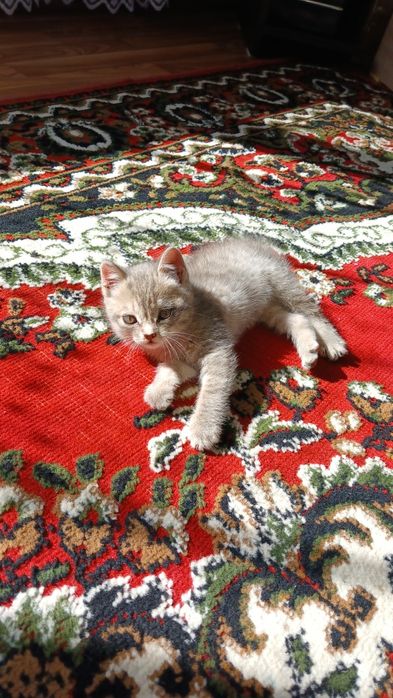 Отдам девочку в добрые руки