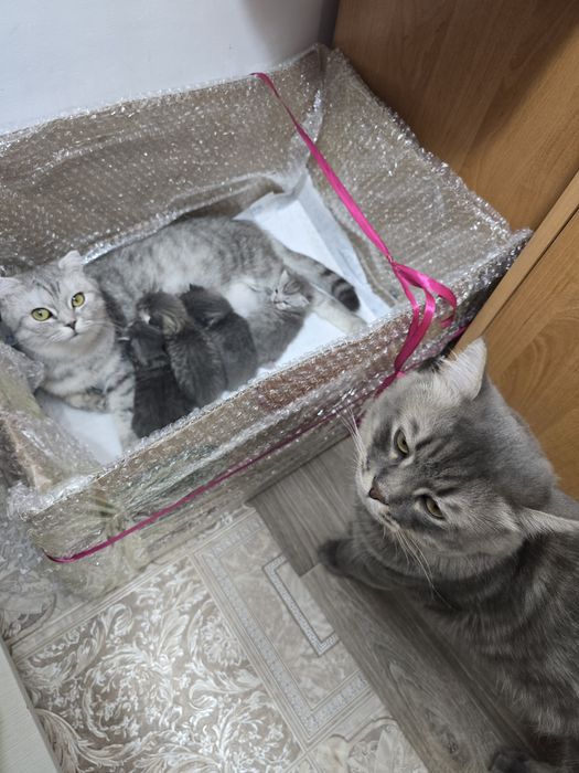 Продам котят 25000