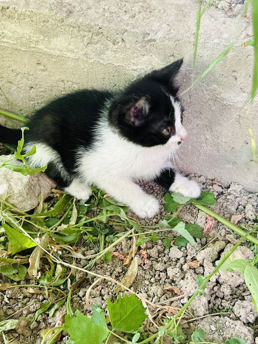 Отдам котят бесплатно
