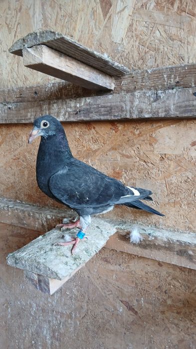 Disponibili 6 pui de voiajor