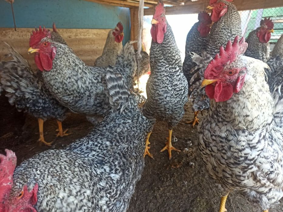 Петухи Амроксы  .