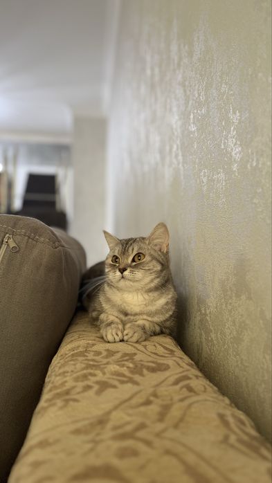 Отдам даром шотландскую кошку