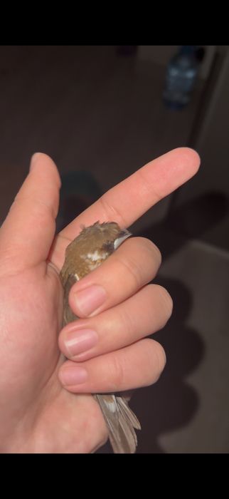 Рисивий, японский и амадин