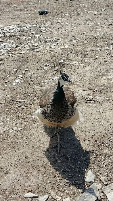 Павлин ұрғашысы 1 жасар и 8 айлық бар