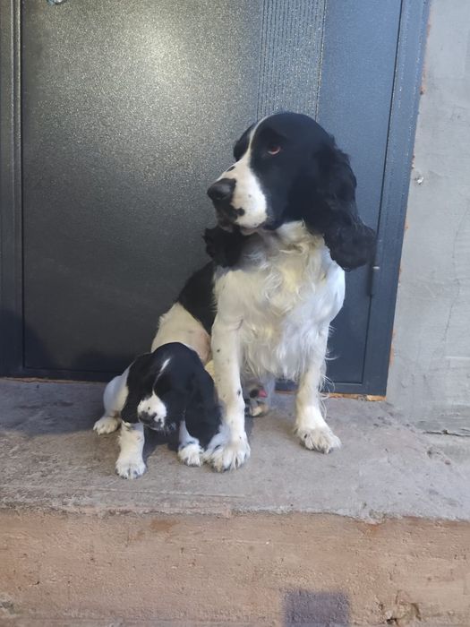 Спаниели от рабочих собак