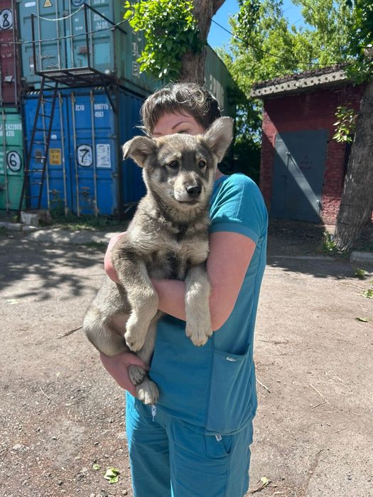 Щенок мальчик,ищет добрый дом