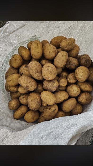 Продам картошку с поля