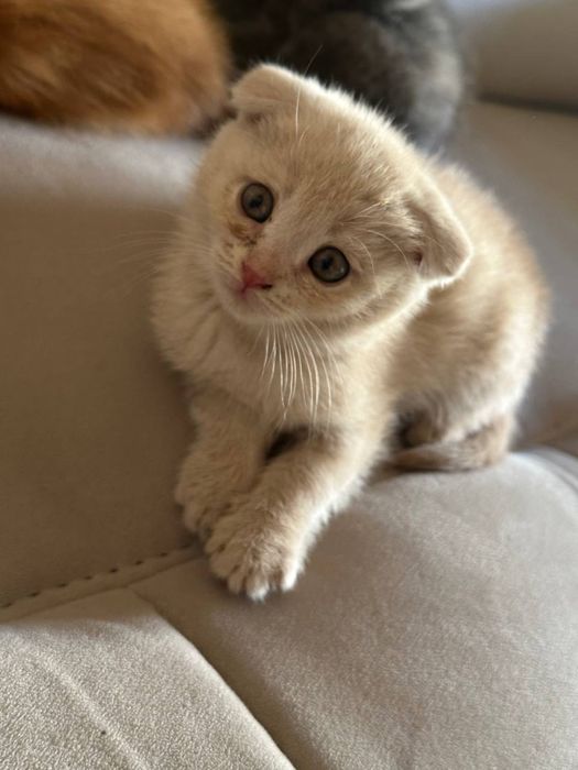 Тоза зотли мушк скоттиш фолд