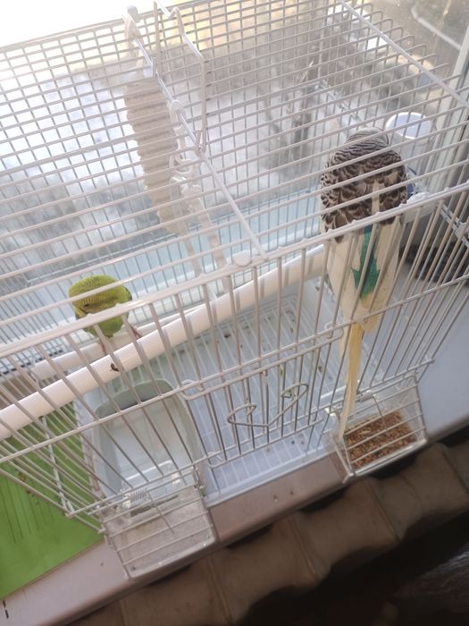 Продам волнистых попугаев