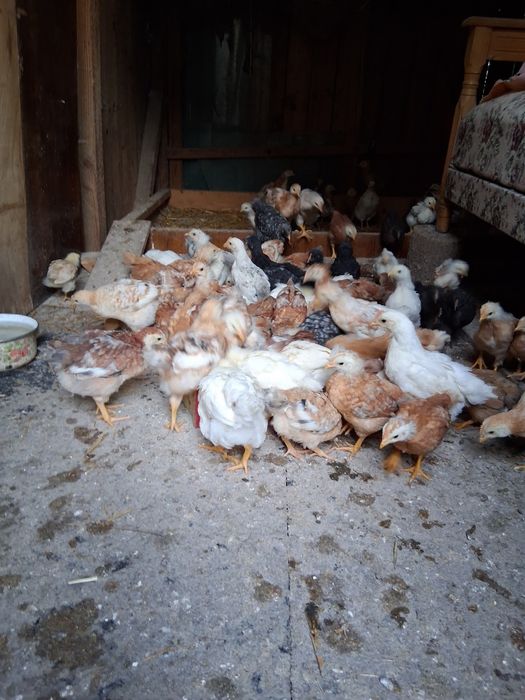 Pui   de  găină  de casă