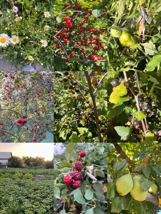 Дача сатылады, продам дачу