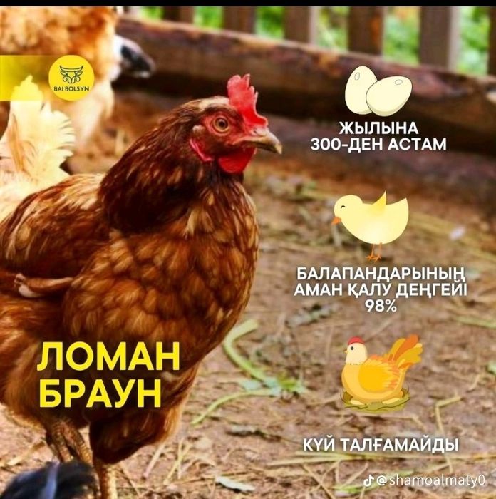 Ломан браун несушки