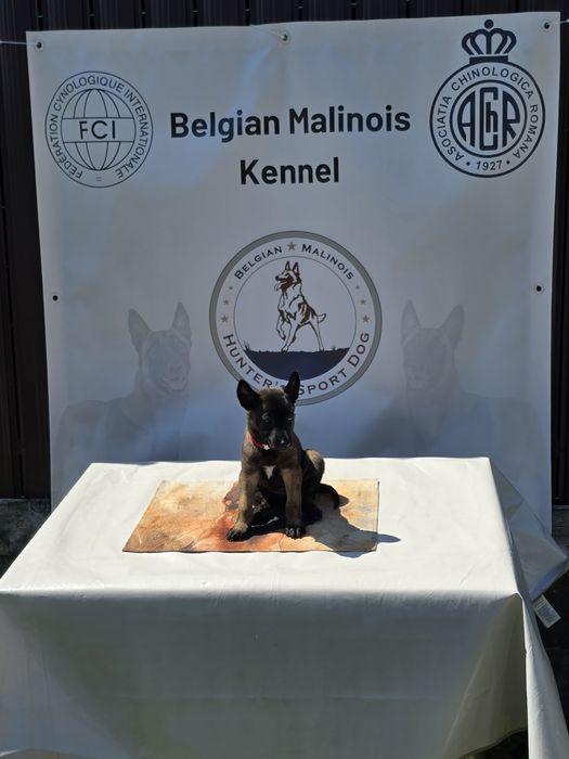 Ciobănesc Belgian Malinois cu pedigree FCI tip A