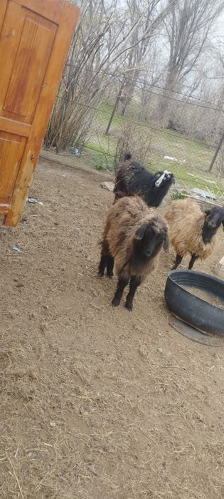 2-шібіш. 1-тоқты  сатылады