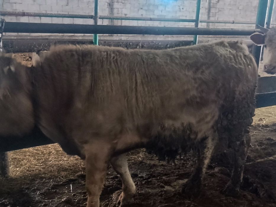 Семіз бұқалар сатылады