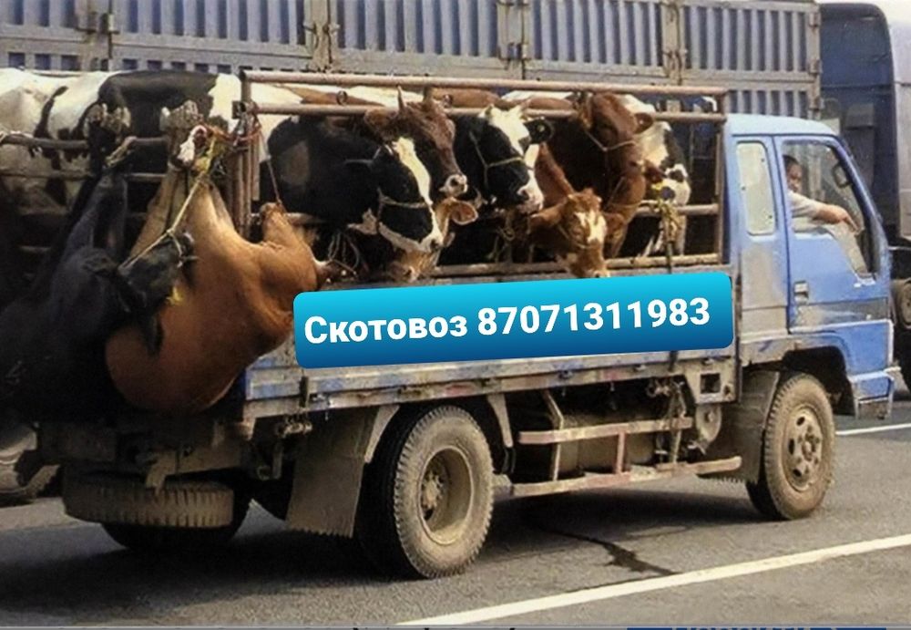 Скотовоз цена договарная