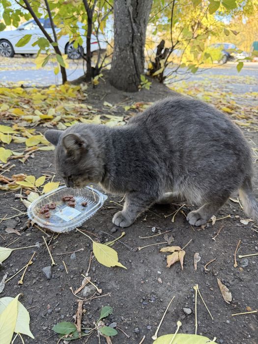 Котик ищет дом, кому нужен друг ?