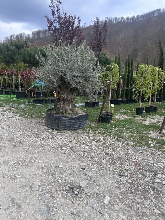 Maslini seculari de vanzare