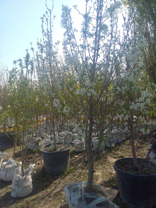 Меваси кучатлар 5-6 йилликлари бор