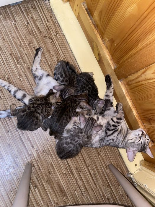 бенгальские котята