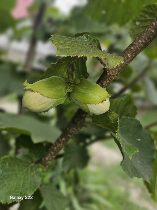 Aluni Valcea 22, tonda romana, diferite soiuri cu fructe mari Oferta
