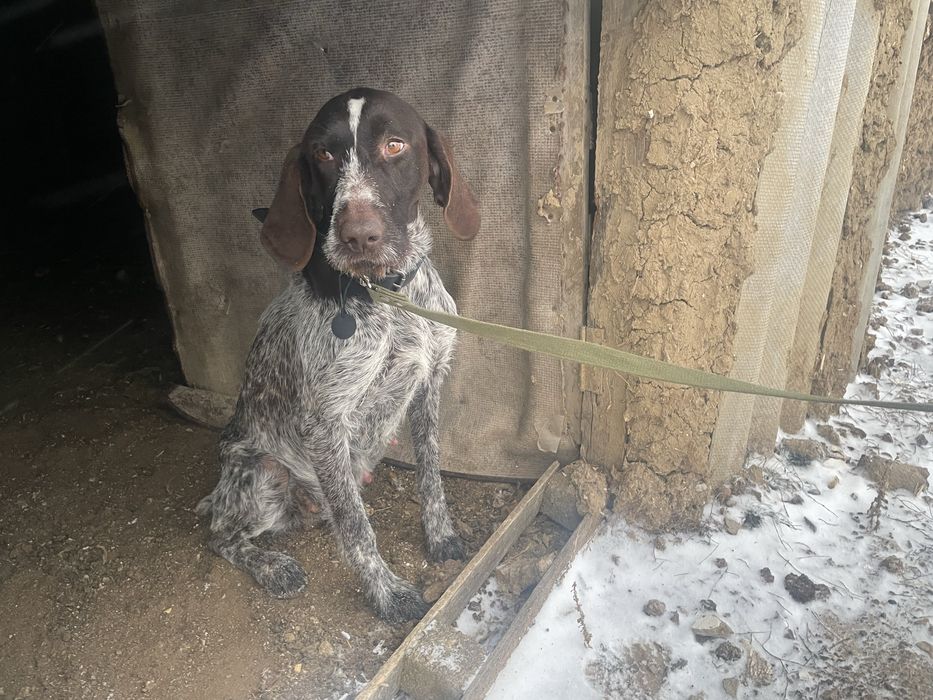 Охотичный собака