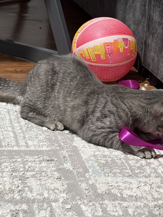 Британская кошка бесплатно