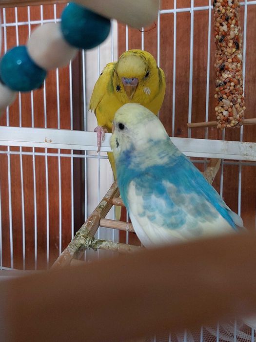 Волнистый попугай