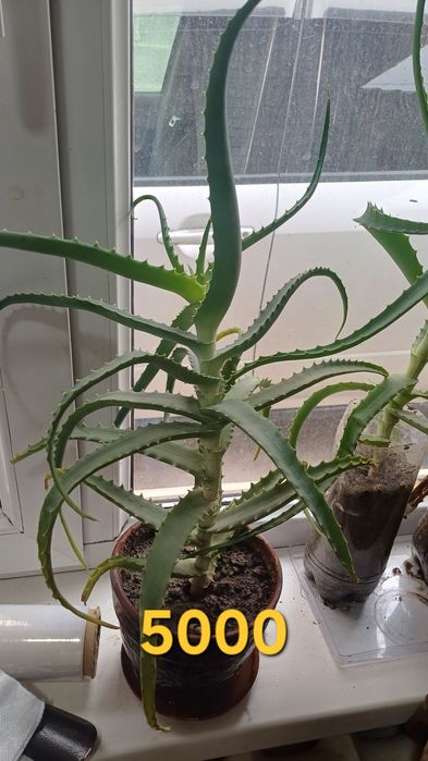 Продается лечебный алоэ