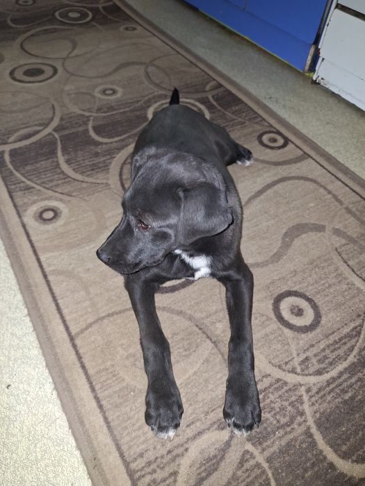 Продам щенка Лабрадора мальчик