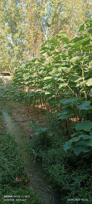 Павлония кўчатлари