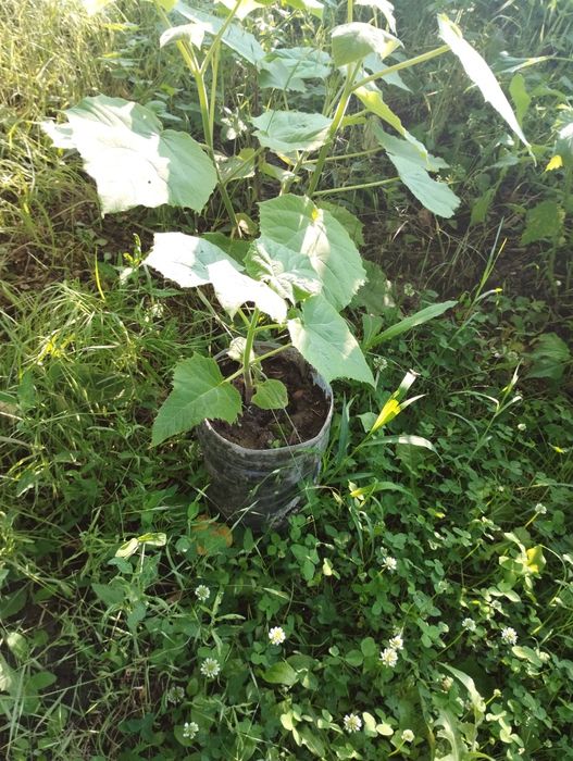 Пауловния томентоса, Рустифина (Rhus typhina)