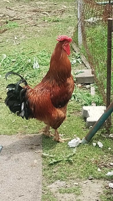 Vând cocoși de țară