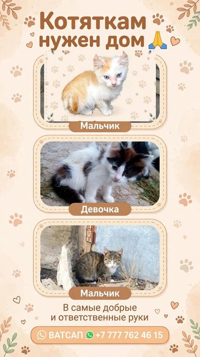 Котяткам нужен дом