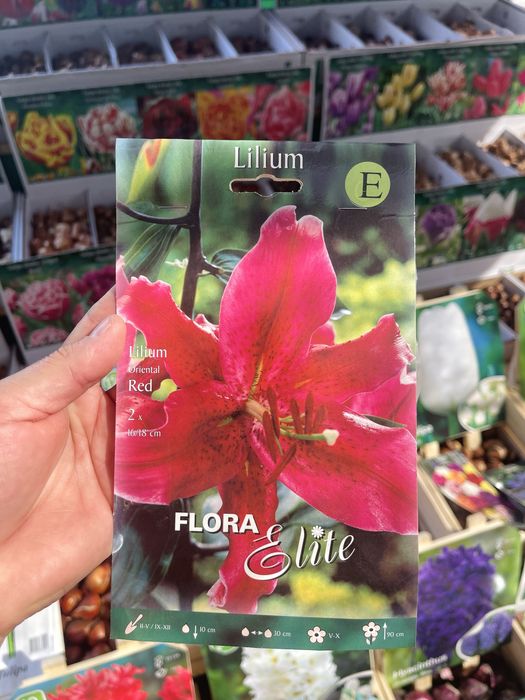 Лилии сортовые, лагибриды