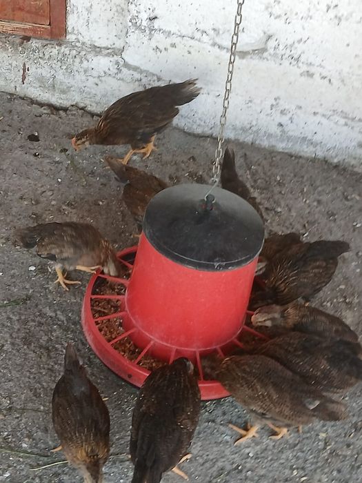 Pui Italiană Potarnichiu
