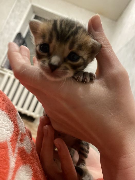 Бенгальские котята