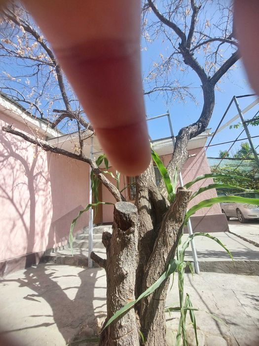 Продам дерево на спил