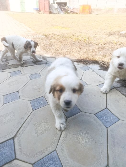 Продам щенков парода алабай