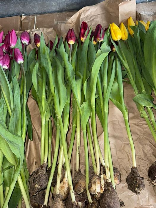 Оптом Тюльпаны Астана