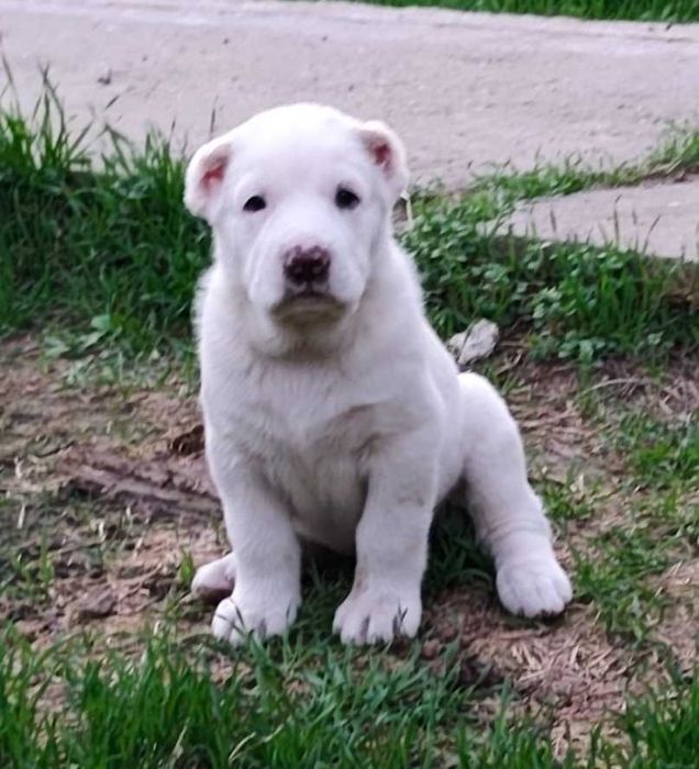 Щенки порода Алабай возраст 40дней