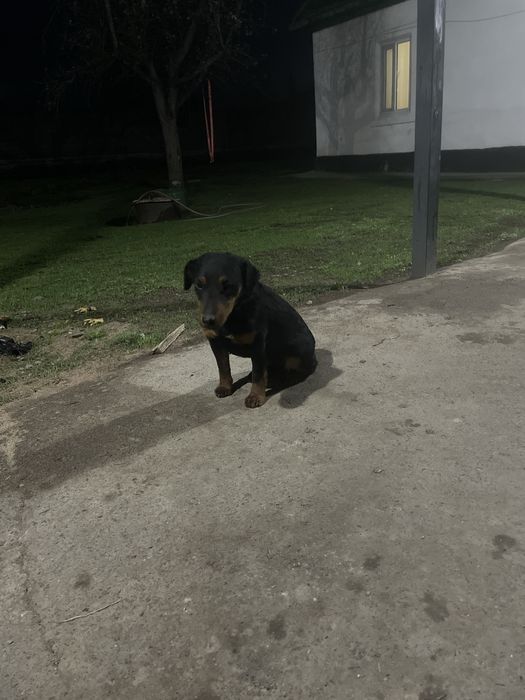 Немецкий ягтерьер