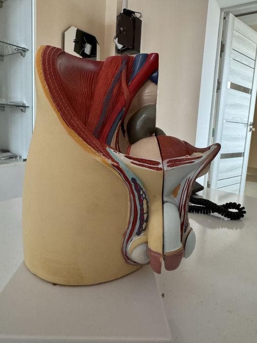 Анатомик муляж макет почки, полового органа мужчин anatomik mulyaj