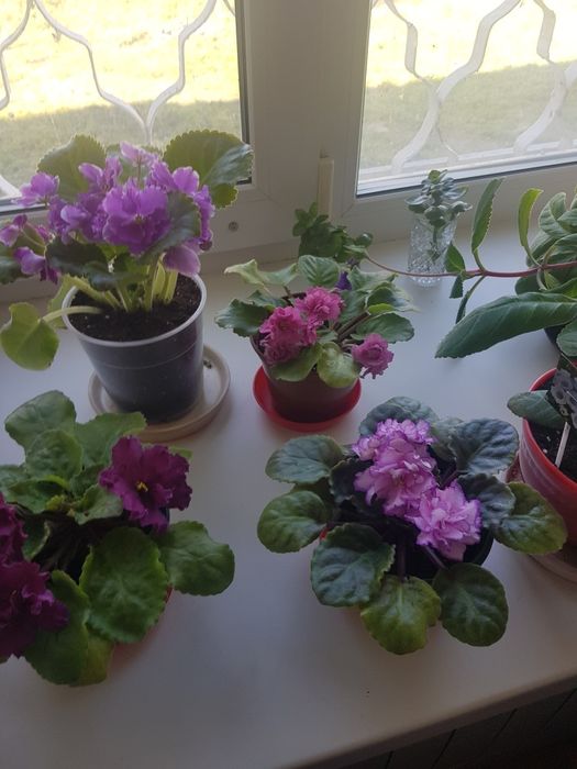 Коллекция комнатных цветов