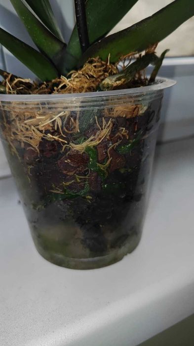 Орхидея фаленопсис Мишель(цветет)