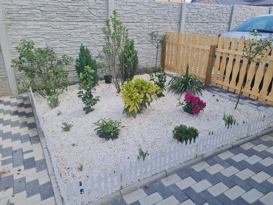Plante ornamentale  gazon rulou