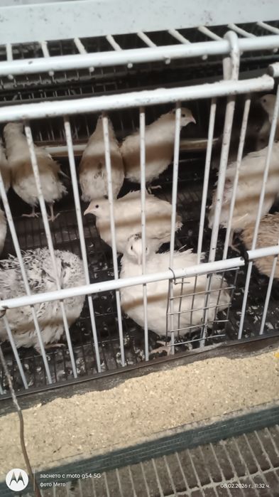 Оплодени яйца от пъдпъдъци