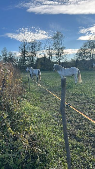 Vând armasar 12 ani